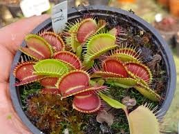 Attēlu rezultāti vaicājumam “Diachea muscorum”