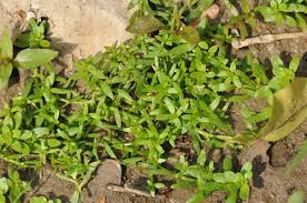 Attēlu rezultāti vaicājumam “Callitrichaceae”