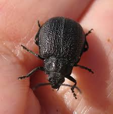 Attēlu rezultāti vaicājumam “Galeruca tanaceti”