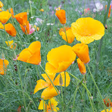 Attēlu rezultāti vaicājumam “Eschscholzia californica leaf”
