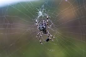 Attēlu rezultāti vaicājumam “Aranei”