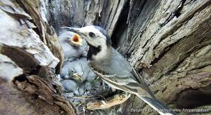 Attēlu rezultāti vaicājumam “Motacilla alba nest”