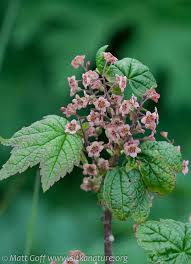 Attēlu rezultāti vaicājumam “Ribes nigrum flower”