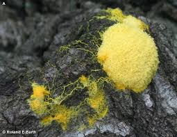 Attēlu rezultāti vaicājumam “Physarum confertum sessile”