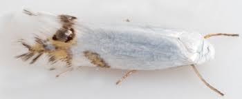 Attēlu rezultāti vaicājumam “Lyonetiidae”