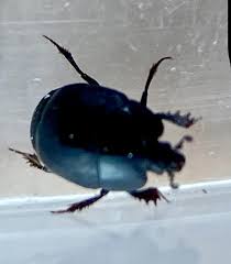 Attēlu rezultāti vaicājumam “Hypocaccus rugiceps”