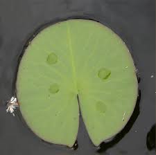 Attēlu rezultāti vaicājumam “Nymphaea alba”