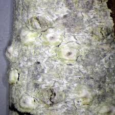 Attēlu rezultāti vaicājumam “Pertusaria leioplaca”