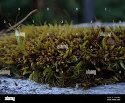 Attēlu rezultāti vaicājumam “Aulacomnium androgynum”