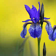 Image result for Iris