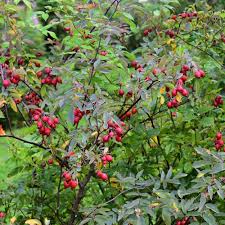 Attēlu rezultāti vaicājumam “Rosa glauca”