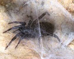 Attēlu rezultāti vaicājumam “Gnaphosidae”