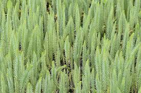 Attēlu rezultāti vaicājumam “Hippuris vulgaris leaf”