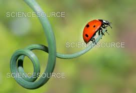 Attēlu rezultāti vaicājumam “Coccinella septempunctata”