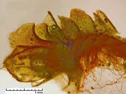 Attēlu rezultāti vaicājumam “Jungermannia hyalina”