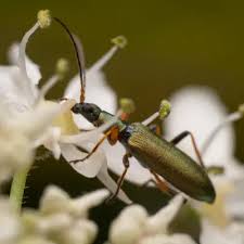 Attēlu rezultāti vaicājumam “Chrysanthia viridissima”