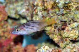 Image result for Epinephelus costae