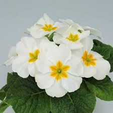 Attēlu rezultāti vaicājumam “Primula x margotae”