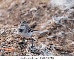 Attēlu rezultāti vaicājumam “Motacilla alba juvenile”