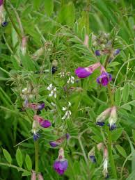 Attēlu rezultāti vaicājumam “Vicia angustifolia leaf”