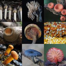 Attēlu rezultāti vaicājumam “Lentaria sp.”