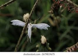 Attēlu rezultāti vaicājumam “Pterophorus pentadactyla”