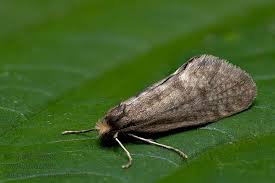 Attēlu rezultāti vaicājumam “Taleporia tubulosa”