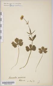 Attēlu rezultāti vaicājumam “Ranunculus auricomus”