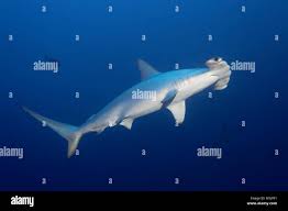 Image result for Sphyrna