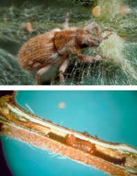 Attēlu rezultāti vaicājumam “Panonychus”