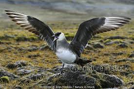 Attēlu rezultāti vaicājumam “Stercorarius parasiticus adult”