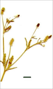 Attēlu rezultāti vaicājumam “Ranunculus sceleratus fruit”