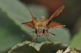 Attēlu rezultāti vaicājumam “Thymelicus sylvestris underside”