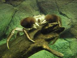 Image result for Eriocheir sinensis