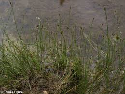 Attēlu rezultāti vaicājumam “Eleocharis quinqueflora”