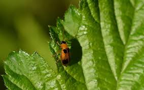 Attēlu rezultāti vaicājumam “Phyllobrotica quadrimaculata”