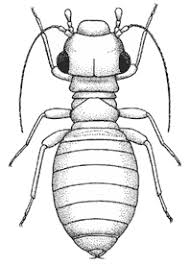 Attēlu rezultāti vaicājumam “Psocoptera”