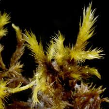 Attēlu rezultāti vaicājumam “Tomentypnum nitens”