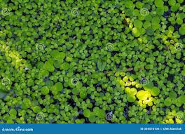 Attēlu rezultāti vaicājumam “Lemna trisulca”