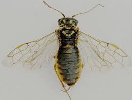 Attēlu rezultāti vaicājumam “Acantholyda posticalis”