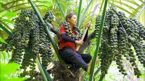 Attēlu rezultāti vaicājumam “Phalaroides arundinacea fruit”