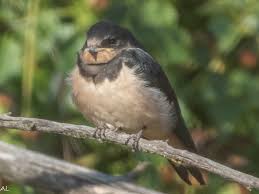 Attēlu rezultāti vaicājumam “Hirundo rustica juvenile”