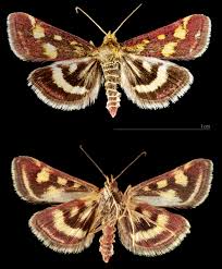 Attēlu rezultāti vaicājumam “Pyrausta purpuralis”