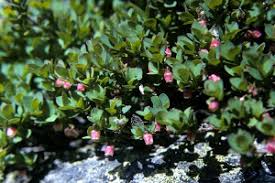 Attēlu rezultāti vaicājumam “Vaccinium uliginosum bud”