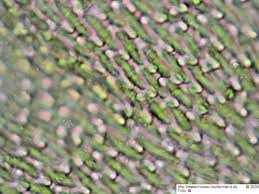 Attēlu rezultāti vaicājumam “Pterigynandrum filiforme”