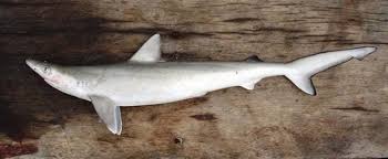 Image result for Rhizoprionodon terraenovae