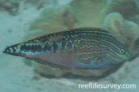 Attēlu rezultāti vaicājumam “Lophozia laxa macro”