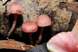 Attēlu rezultāti vaicājumam “Mycena haematopus”