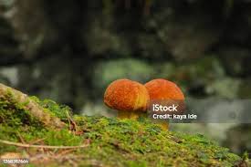 Attēlu rezultāti vaicājumam “Lycogala cf. fossiculatum macro”