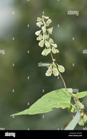 Attēlu rezultāti vaicājumam “Fallopia dumetorum leaf”